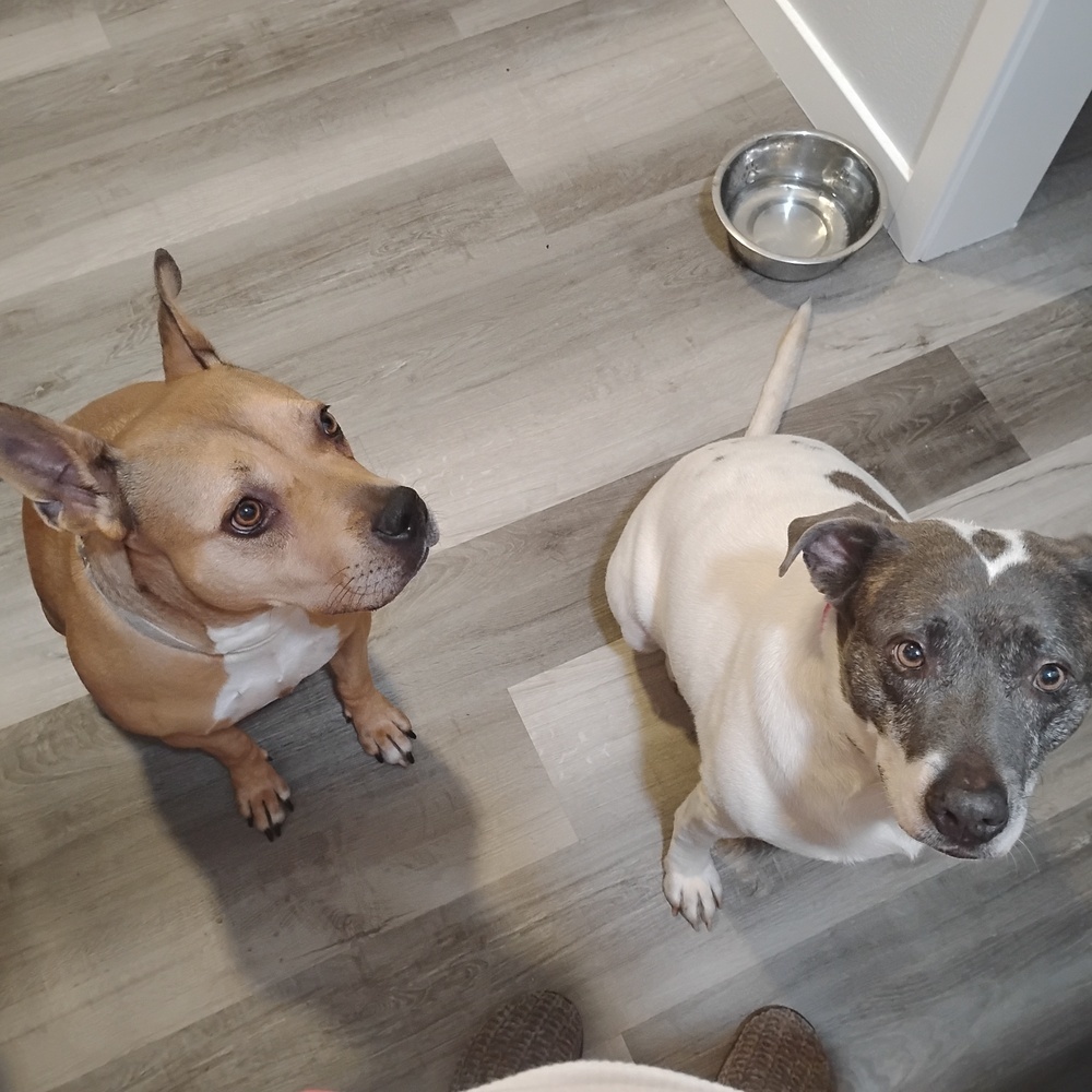 Bubbles, an adoptable Black Mouth Cur in Littleton, CO, 80126 | Photo Image 3