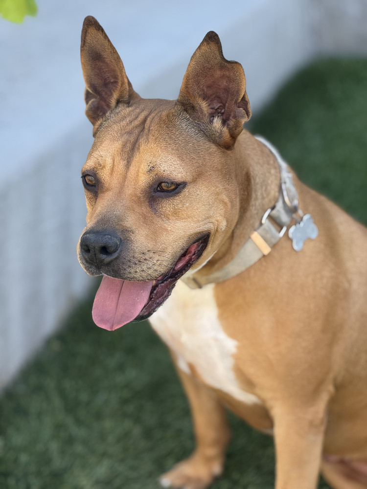 Bubbles, an adoptable Black Mouth Cur in Littleton, CO, 80126 | Photo Image 4