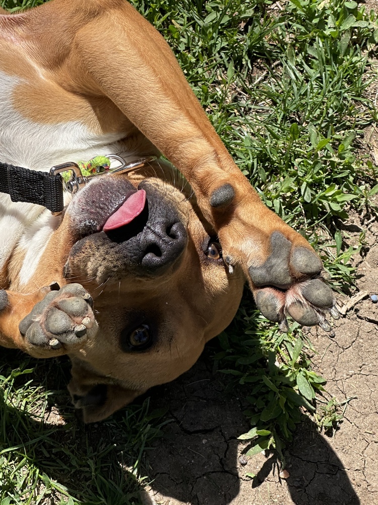Bubbles, an adoptable Black Mouth Cur in Littleton, CO, 80126 | Photo Image 6