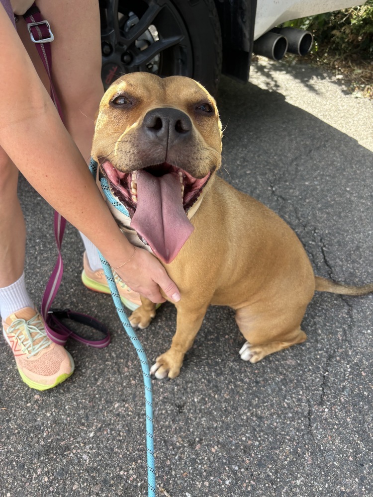 Bubbles, an adoptable Black Mouth Cur in Littleton, CO, 80126 | Photo Image 6