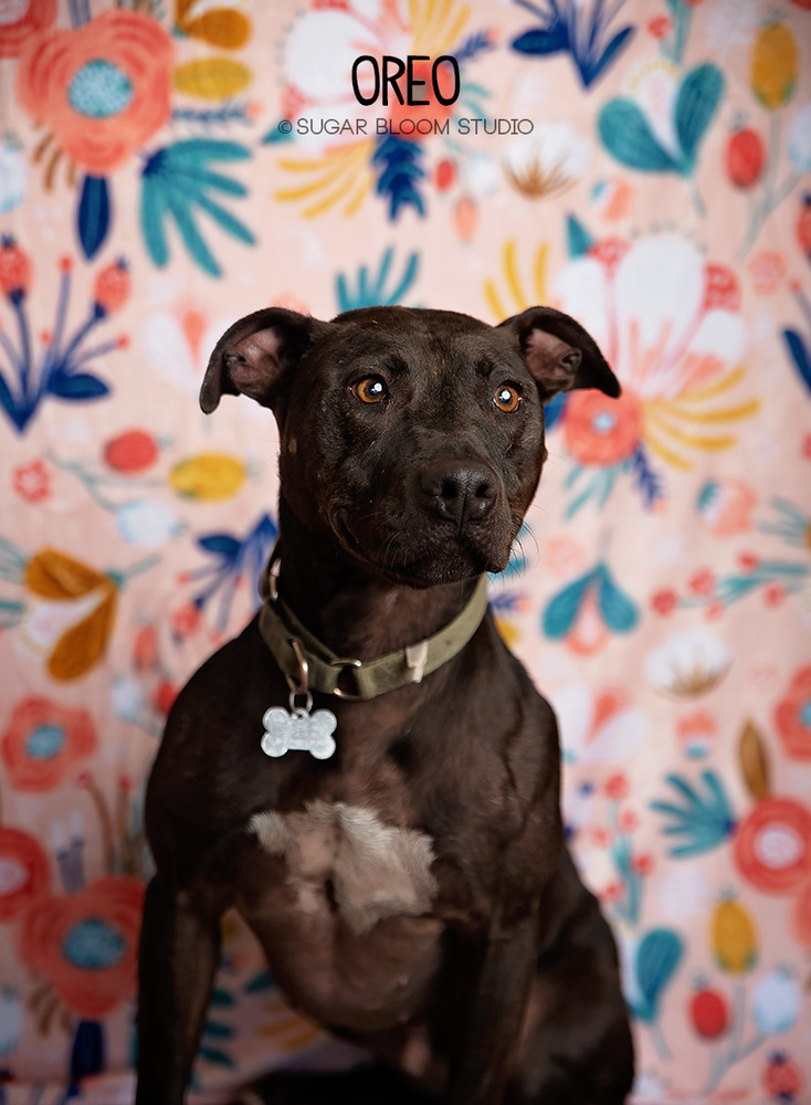 Oreo, an adoptable Labrador Retriever in Littleton, CO, 80126 | Photo Image 1