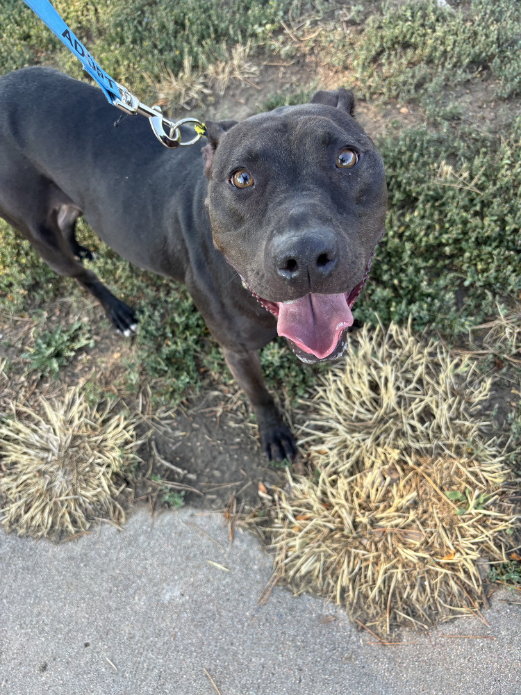 Oreo, an adoptable Labrador Retriever in Littleton, CO, 80126 | Photo Image 2