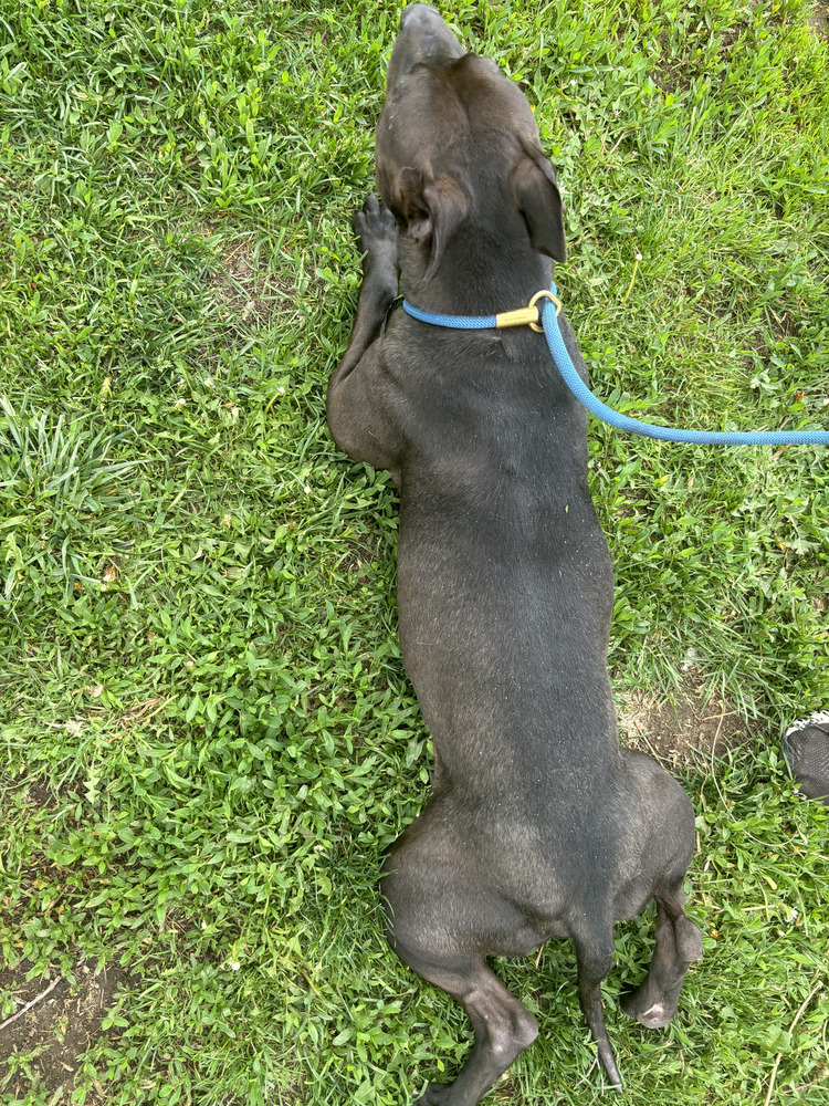 Oreo, an adoptable Labrador Retriever in Littleton, CO, 80126 | Photo Image 3