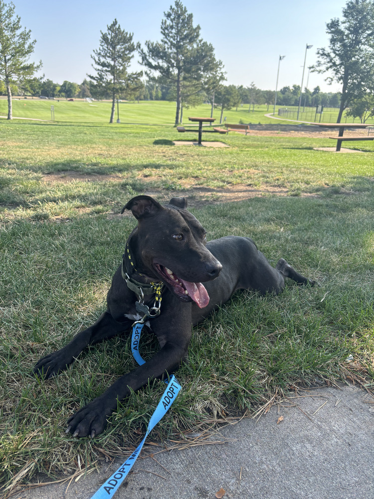Oreo, an adoptable Labrador Retriever in Littleton, CO, 80126 | Photo Image 4