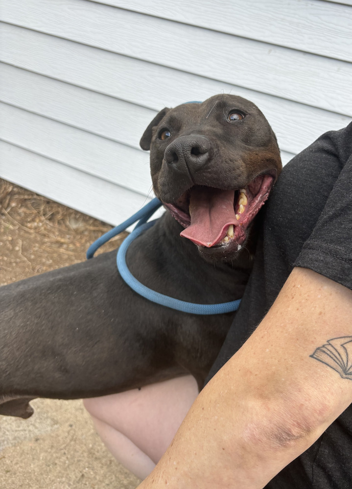 Oreo, an adoptable Labrador Retriever in Littleton, CO, 80126 | Photo Image 5