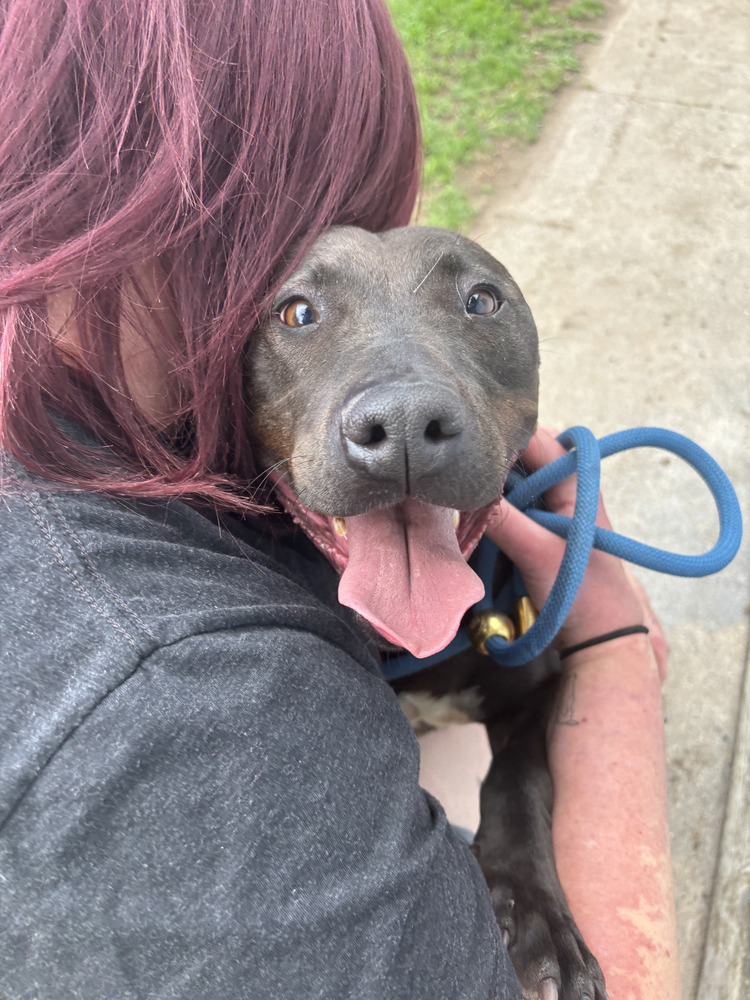 Oreo, an adoptable Labrador Retriever in Littleton, CO, 80126 | Photo Image 6