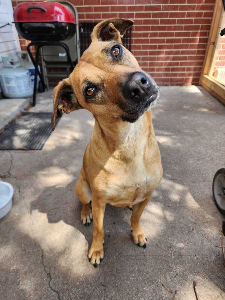 Tails of Success - (Koda) Elizabeth Bennet (SPAYED), an adoptable Black Mouth Cur, Labrador Retriever in Lakewood, CO, 80227 | Photo Image 1