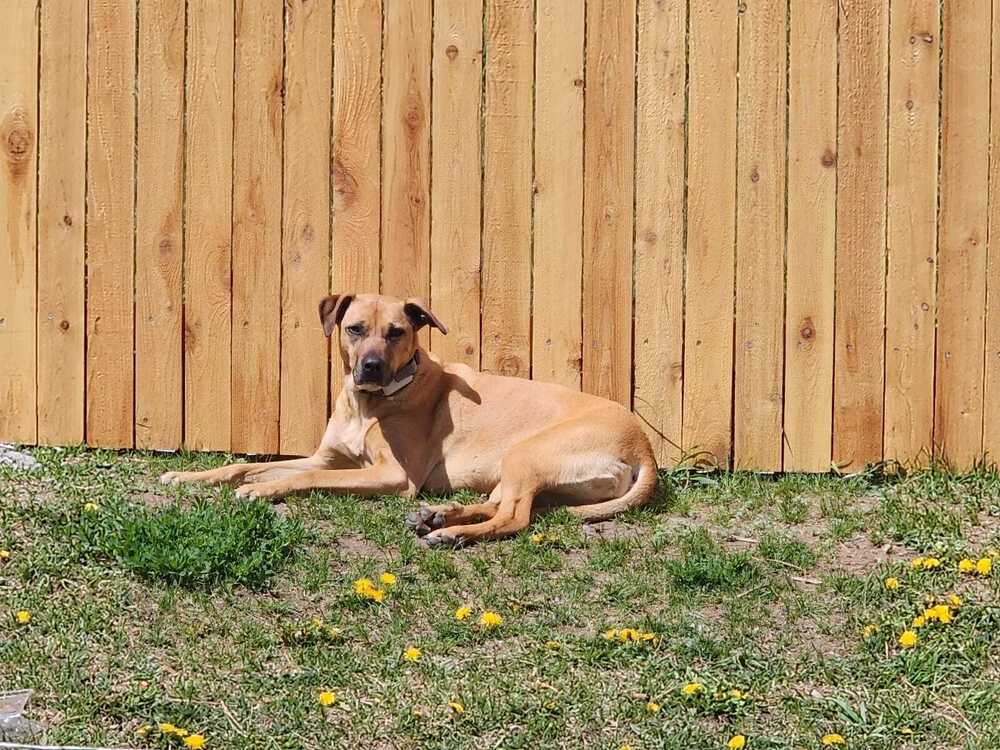 Tails of Success - (Koda) Elizabeth Bennet (SPAYED), an adoptable Black Mouth Cur, Labrador Retriever in Lakewood, CO, 80227 | Photo Image 3