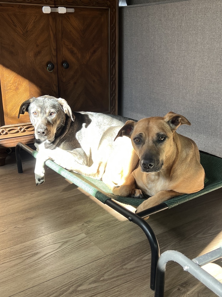 Tails of Success - (Koda) Elizabeth Bennet (SPAYED), an adoptable Black Mouth Cur, Labrador Retriever in Lakewood, CO, 80227 | Photo Image 4