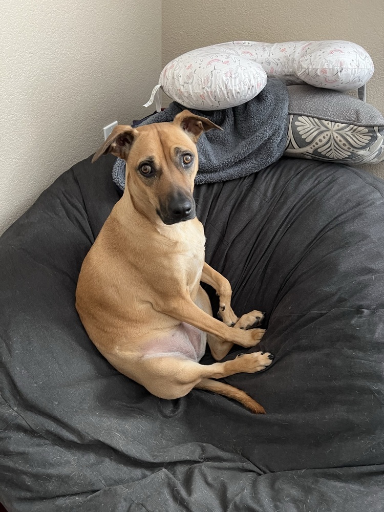 Tails of Success - (Koda) Elizabeth Bennet (SPAYED), an adoptable Black Mouth Cur, Labrador Retriever in Lakewood, CO, 80227 | Photo Image 5
