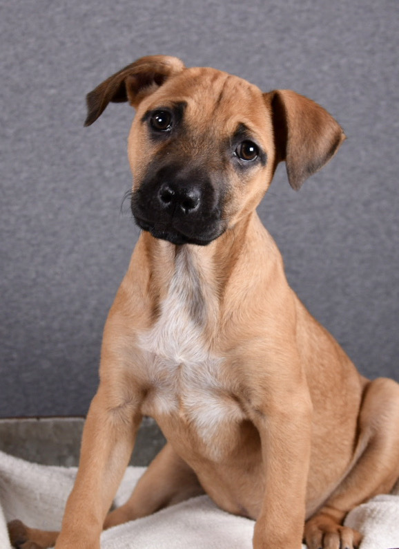 Tails of Success - (Koda) Elizabeth Bennet (SPAYED), an adoptable Black Mouth Cur, Labrador Retriever in Lakewood, CO, 80227 | Photo Image 6