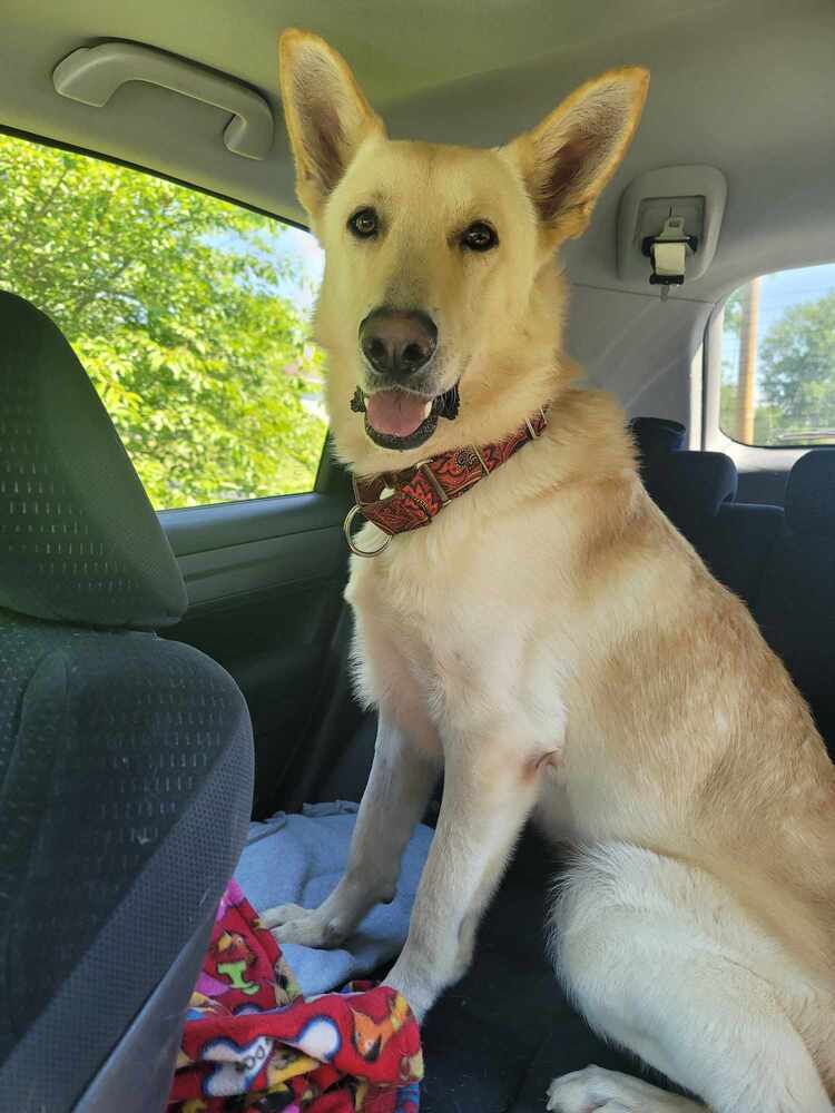 Marcus II, an adoptable German Shepherd Dog in Fredonia, WI, 53021 | Photo Image 1