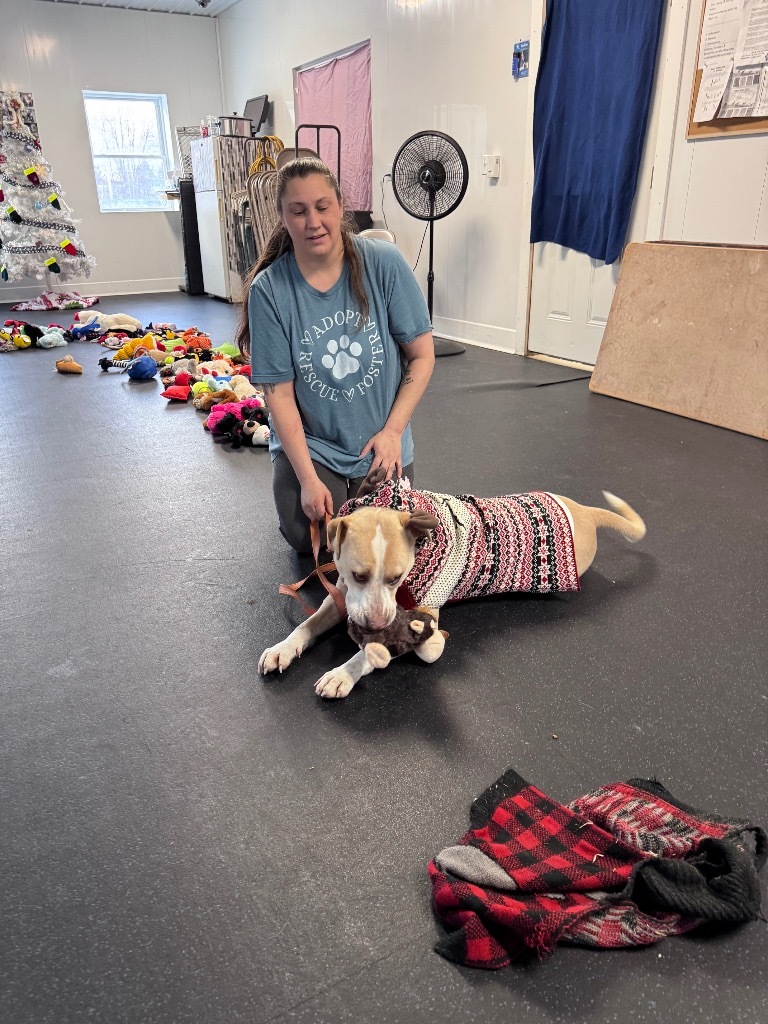 Kai, an adoptable Labrador Retriever, Mixed Breed in Crandon, WI, 54520 | Photo Image 2