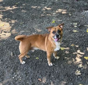 Prince Mountain Cur Dog