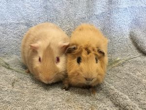 Stern ( Bonded to Rental), Adult Male unknown