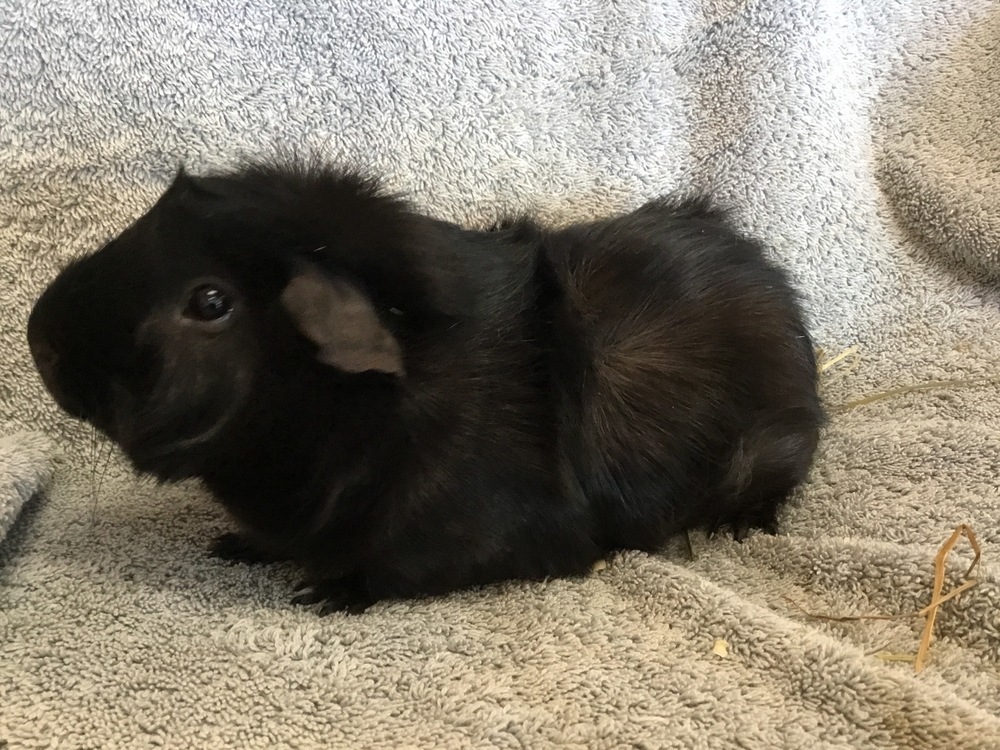 Virga ( Bonded to Winnie the P)