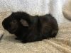 Virga ( Bonded to Winnie the P) photo 1