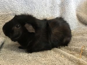 Virga ( Bonded to Winnie the P), Senior Male unknown
