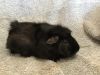 Virga ( Bonded to Winnie the P) photo 3