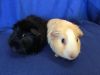 Virga ( Bonded to Winnie the P) photo 4