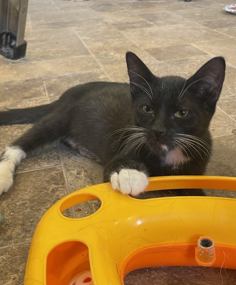 Raven, an adoptable Domestic Short Hair in Thatcher, AZ, 85552 | Photo Image 1