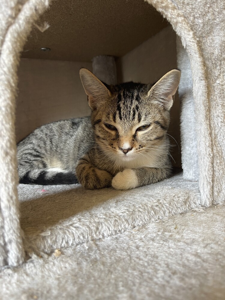 Fandral 21C-0379, an adoptable Domestic Short Hair in Corinth, MS, 38834 | Photo Image 1