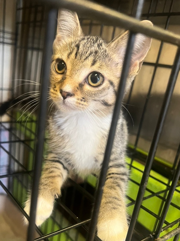 Fandral 21C-0379, an adoptable Domestic Short Hair in Corinth, MS, 38834 | Photo Image 2