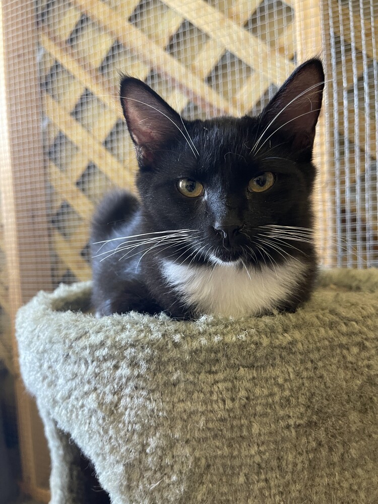 Sif 21C-0378, an adoptable Domestic Long Hair in Corinth, MS, 38834 | Photo Image 1