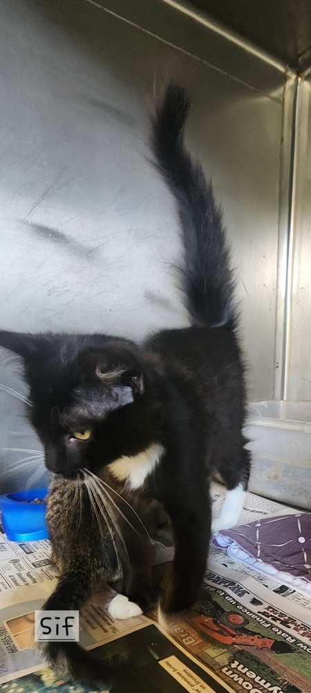 Sif 21C-0378, an adoptable Domestic Long Hair in Corinth, MS, 38834 | Photo Image 3