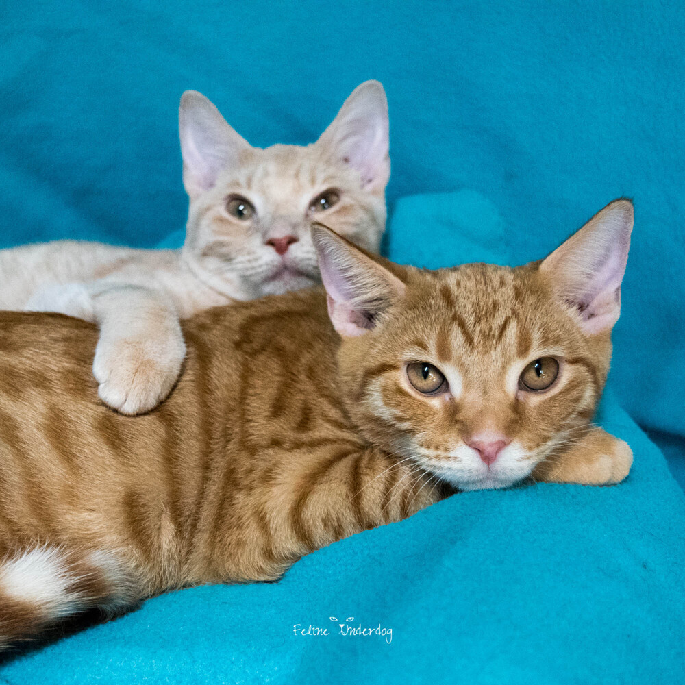 Cat for adoption Honey Dew & Honey Bear, a Domestic Short Hair Mix in