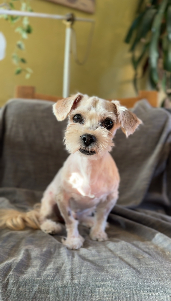 Max, an adoptable Maltese in Hereford, AZ, 85615 | Photo Image 1