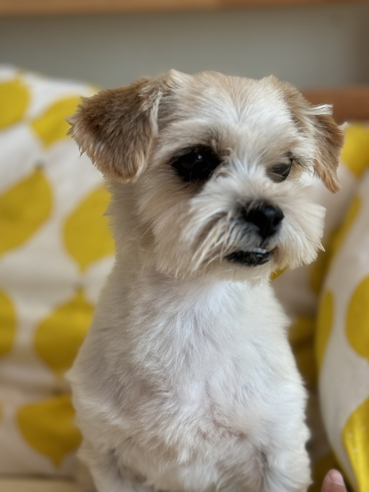 Max, an adoptable Maltese in Hereford, AZ, 85615 | Photo Image 2