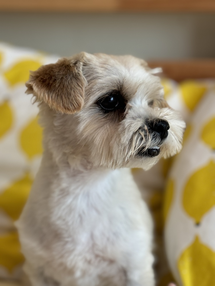 Max, an adoptable Maltese in Hereford, AZ, 85615 | Photo Image 3