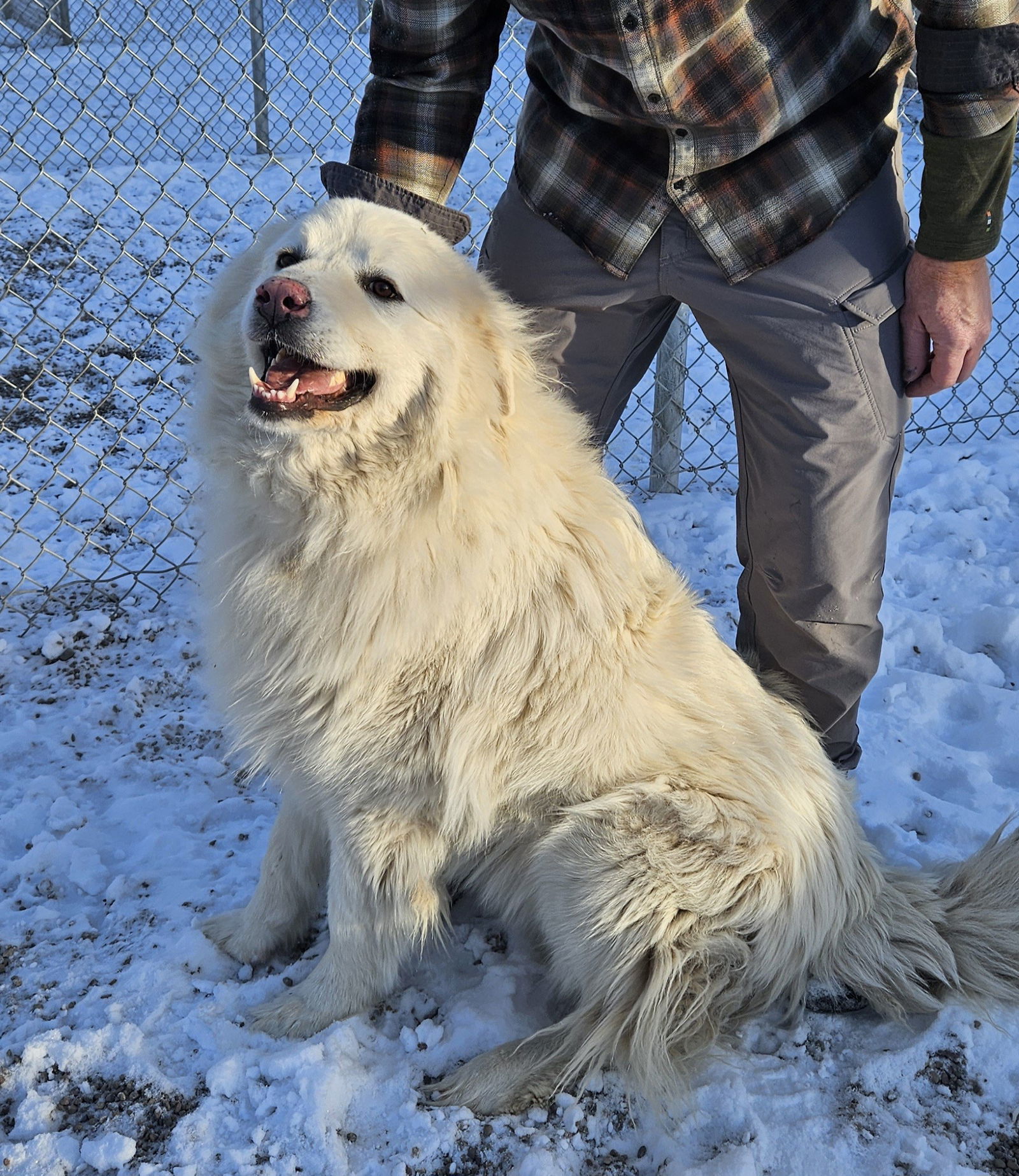 Bodi, an adoptable Great Pyrenees in Hamilton, MT, 59840 | Photo Image 1