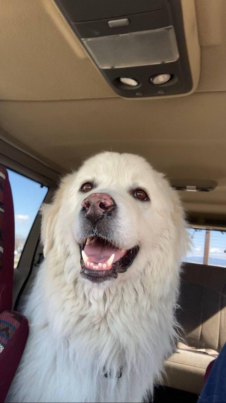 Bodi, an adoptable Great Pyrenees in Hamilton, MT, 59840 | Photo Image 3