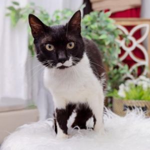 Gunter is a handsome cow cat with an excellent white mustache who enjoys toys treats and cat scratc