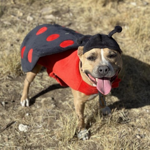 Mama Sue, an adoptable Mixed Breed in Park City, UT, 84098 | Photo Image 1