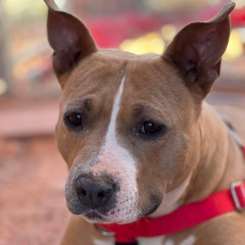 Mama Sue, an adoptable Mixed Breed in Park City, UT, 84098 | Photo Image 2