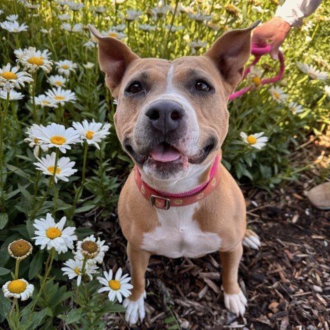 Mama Sue, an adoptable Mixed Breed in Park City, UT, 84098 | Photo Image 2