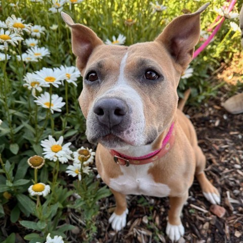 Mama Sue, an adoptable Mixed Breed in Park City, UT, 84098 | Photo Image 3