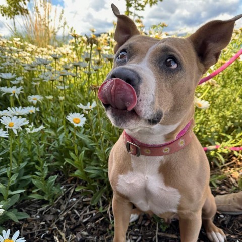 Mama Sue, an adoptable Mixed Breed in Park City, UT, 84098 | Photo Image 4