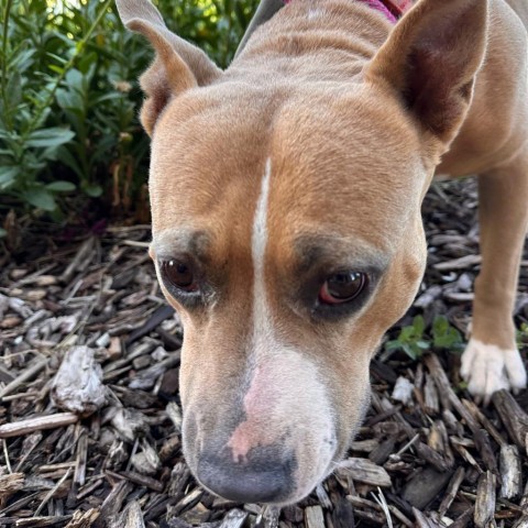 Mama Sue, an adoptable Mixed Breed in Park City, UT, 84098 | Photo Image 5