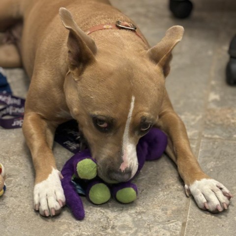 Mama Sue, an adoptable Mixed Breed in Park City, UT, 84098 | Photo Image 6