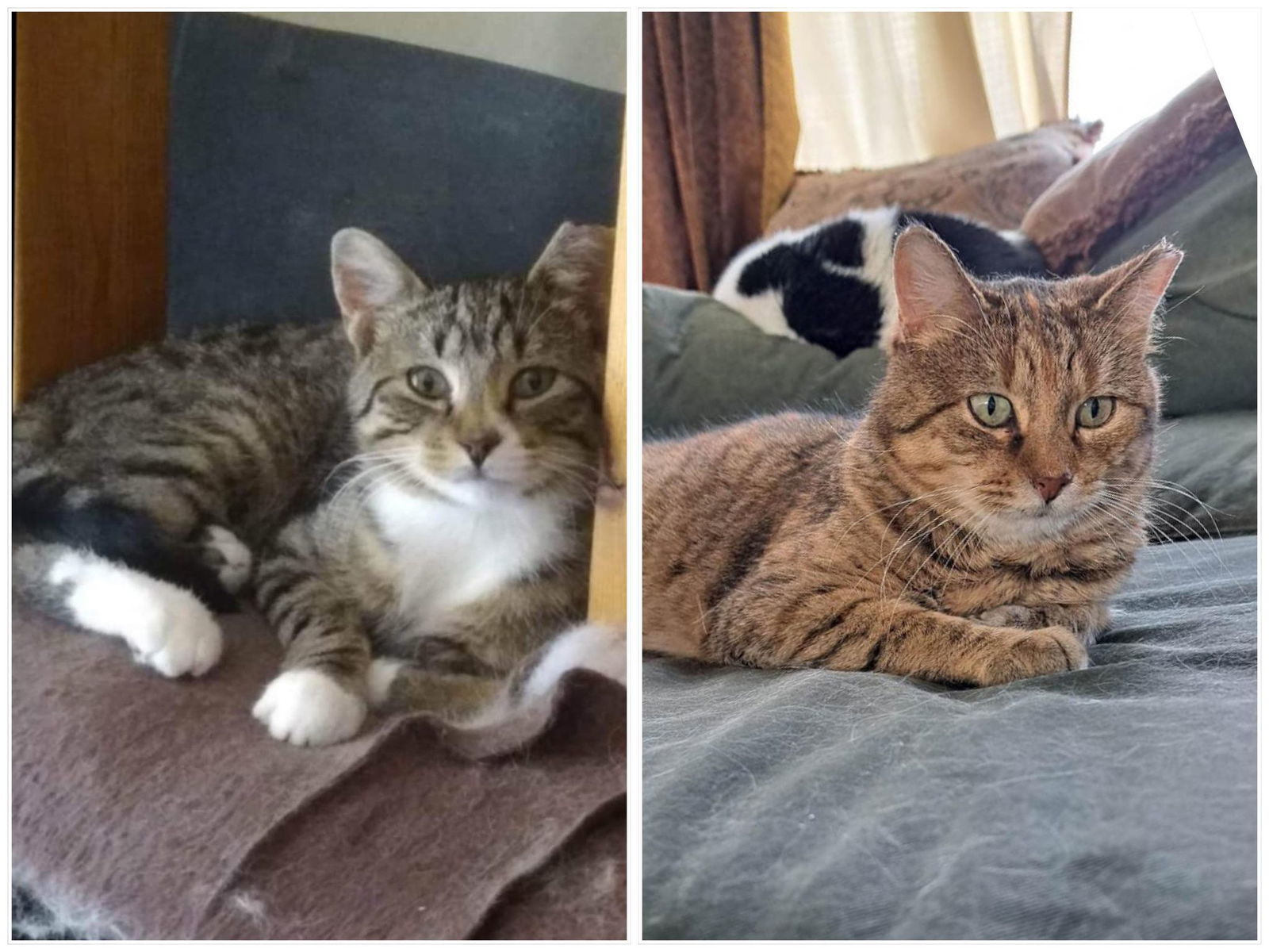 Nesta & Azriel, an adoptable Domestic Short Hair in Crystal, MN, 55428 | Photo Image 1