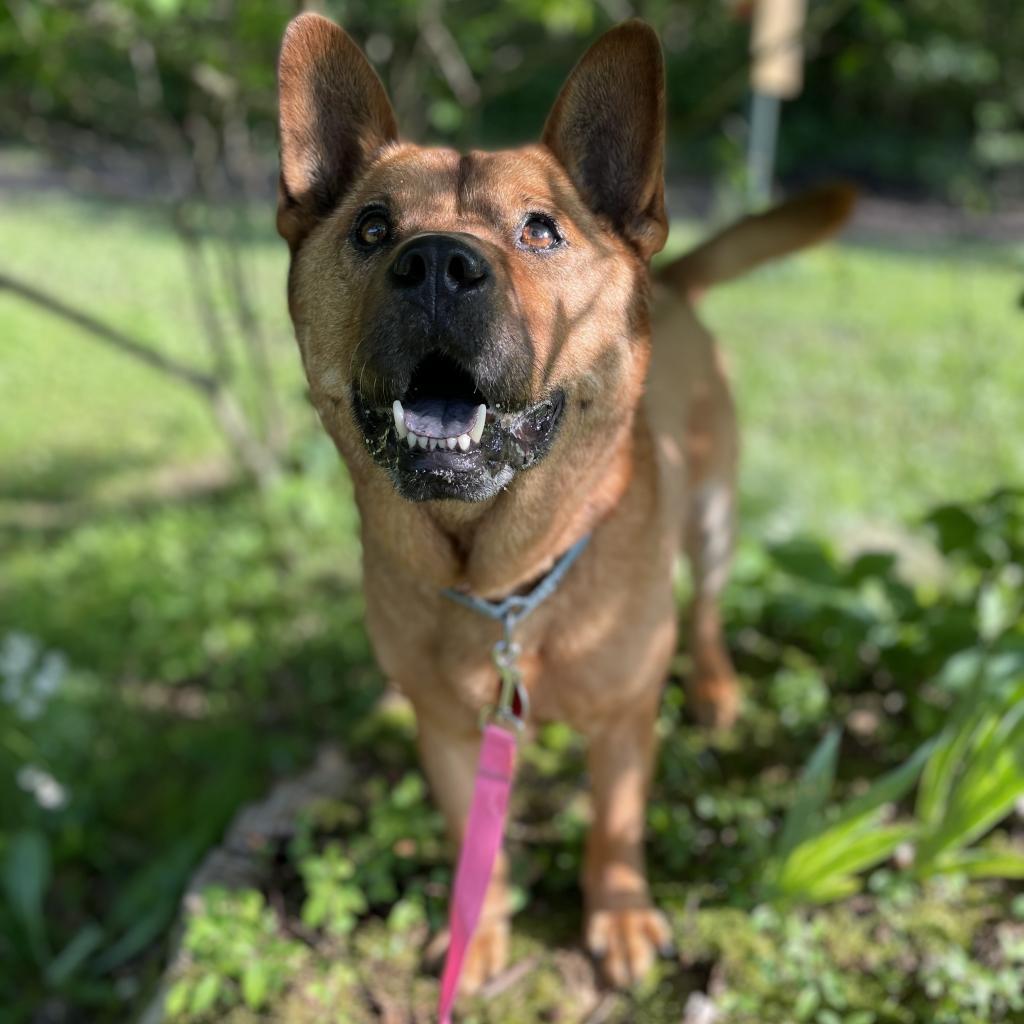 Blitzen