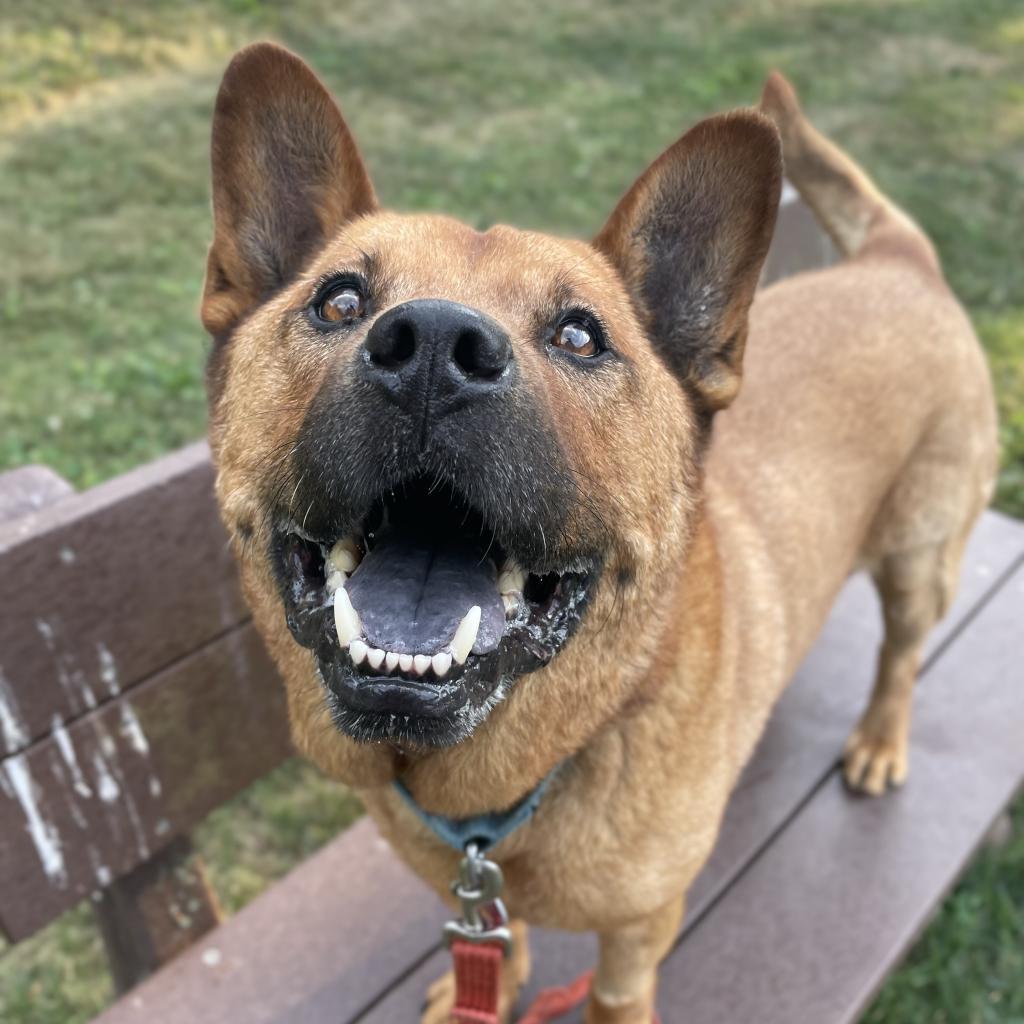 Blitzen