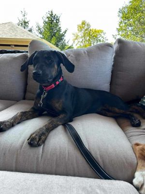 Lacie, Baby Female Mixed Breed