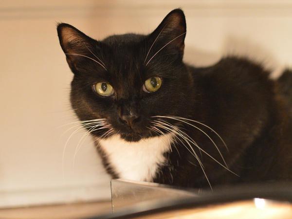 Swiftie, an adoptable Domestic Short Hair in Portland, OR, 97211 | Photo Image 4