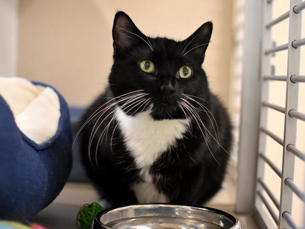 Swiftie, an adoptable Domestic Short Hair in Portland, OR, 97211 | Photo Image 6