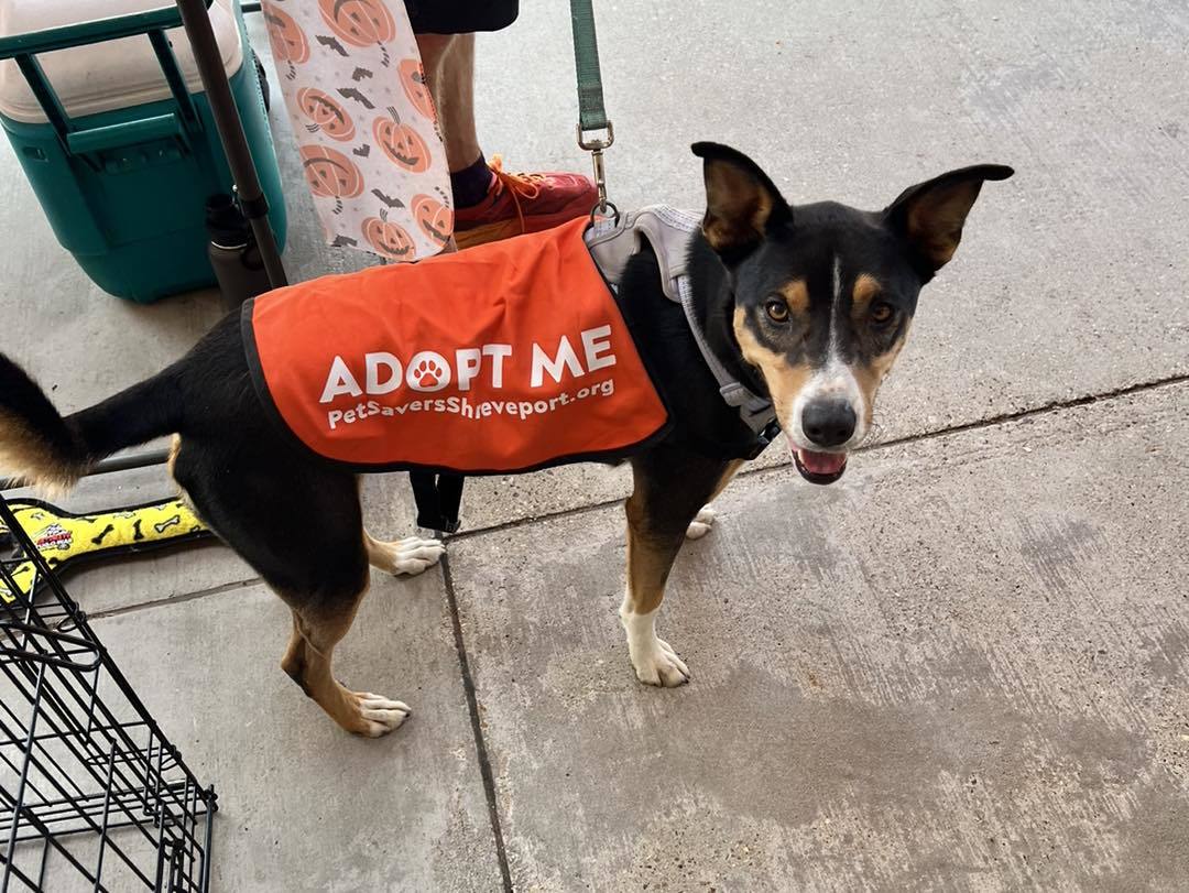 Reese, an adoptable Australian Kelpie, Basenji in Shreveport, LA, 71119 | Photo Image 1